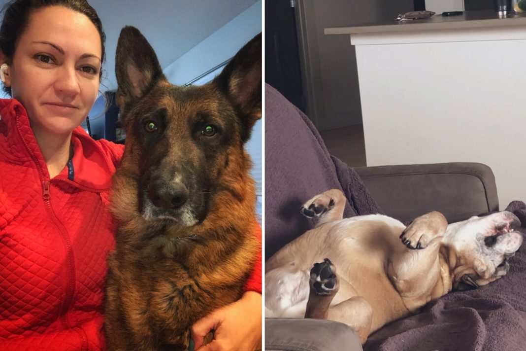 dogs-working-from-home:-12-of-the-cutest-pooches-keeping-their-owners-company-during-the-coronavirus-outbreak