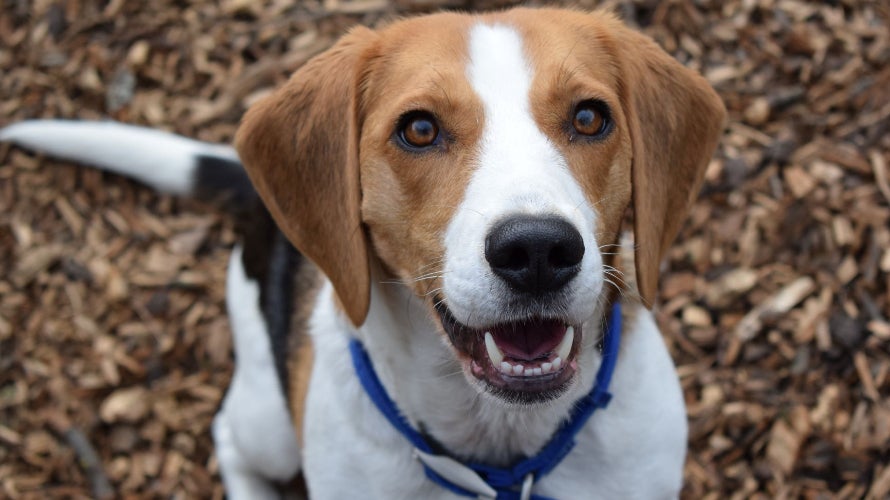 battersea-dogs-and-cats-left-unadopted-after-uk-coronavirus-lockdown