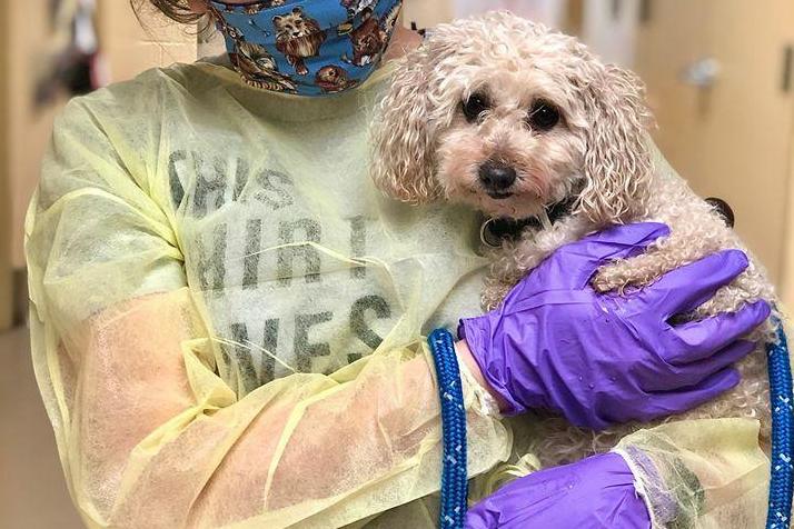 tiny-pup-seeks-forever-home-after-two-owners-die-with-covid-19