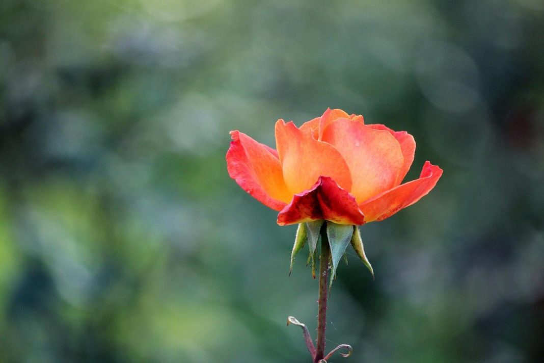 the-top-environmental-influencers-to-follow-on-instagram