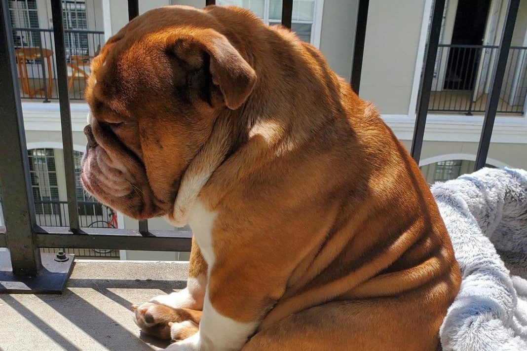 quarantined-bulldog-'big-poppa'-goes-viral-after-dejected-isolation-photo