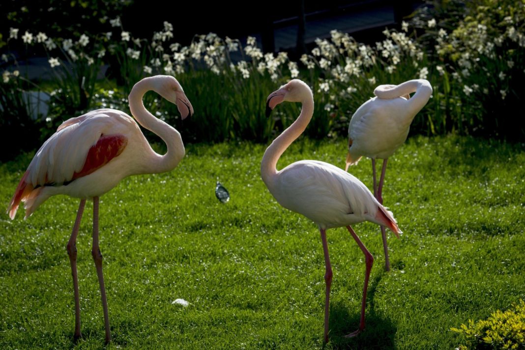 flamingos-'form-long-lasting-friendships-and-some-behave-like-married-couples',-new-research-shows