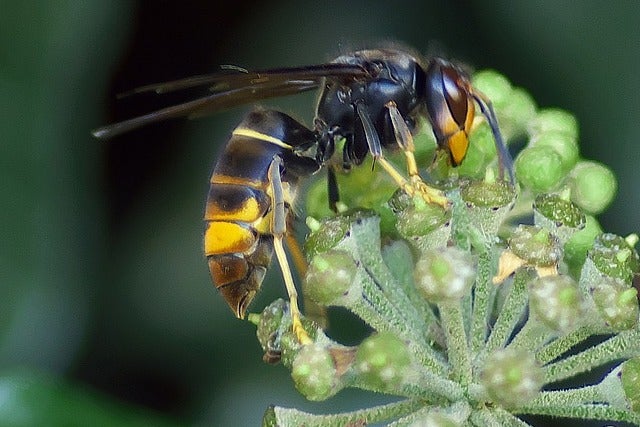 asian-giant-'murder'-hornets-spotted-in-the-united-states-for-the-first-time