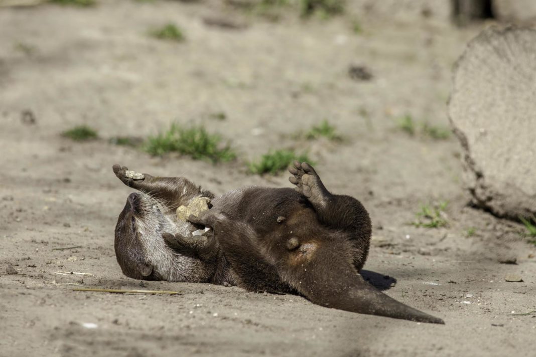 zoo-otters-juggle-because-they're-excited-about-food,-scientists-say