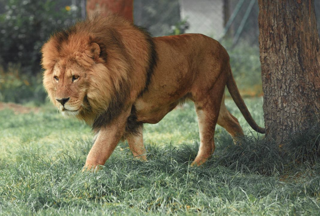 shoalhaven-zoo-lion-attack-leaves-zookeeper-with-serious-facial-injuries