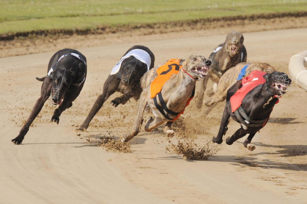 sport-to-restart-in-uk-with-greyhound-race-named-in-honour-of-nhs-workers