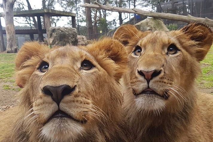 shoalhaven-zoo-lions-to-be-spared-after-attack-on-keeper