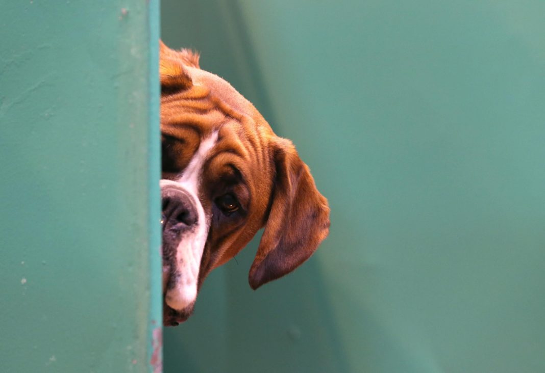 dog-thefts-rise-dramatically-during-lockdown