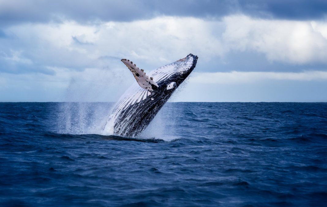 two-woman-injured-by-50-foot-humpback-whale-while-swimming-at-australian-tourist-spot