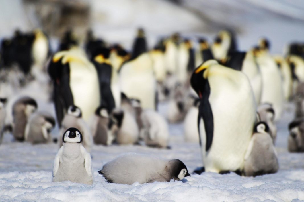 eleven-new-colonies-of-emperor-penguin-discovered-in-antarctica