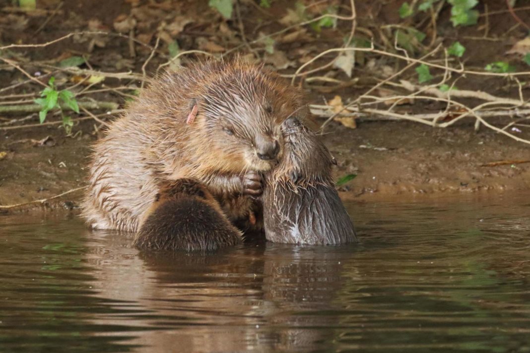 england's-first-wild-beavers-in-400-years-allowed-to-stay-in-river-home
