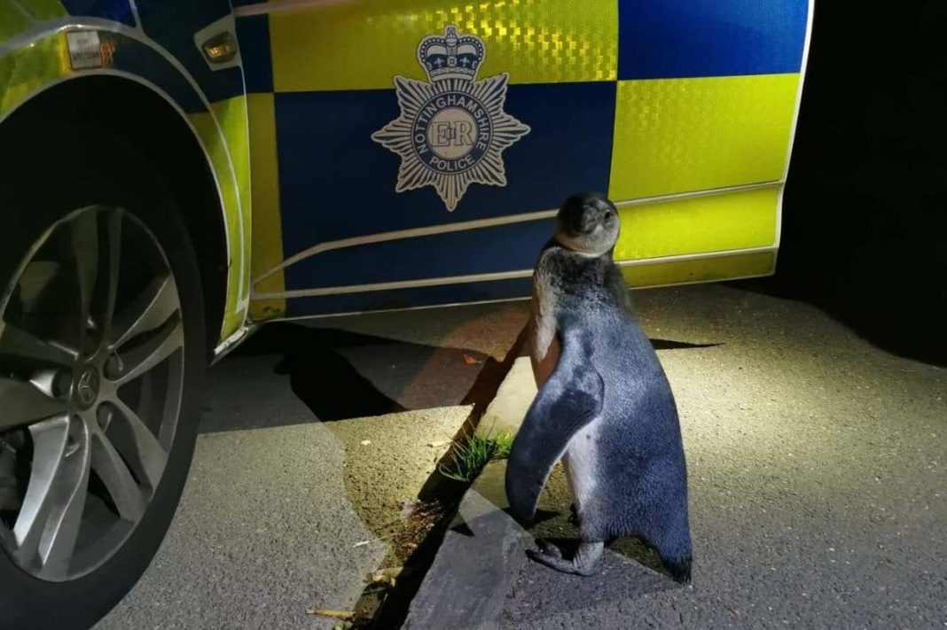 'we-nicknamed-him-po-po':-police-pick-up-penguin-spotted-'plodding'-up-village-street