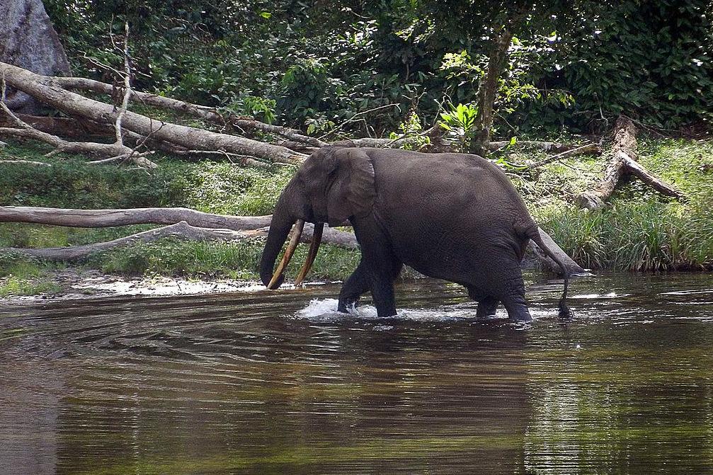 congo-poacher-who-killed-more-than-500-elephants-jailed-for-30-years-in-landmark-ruling