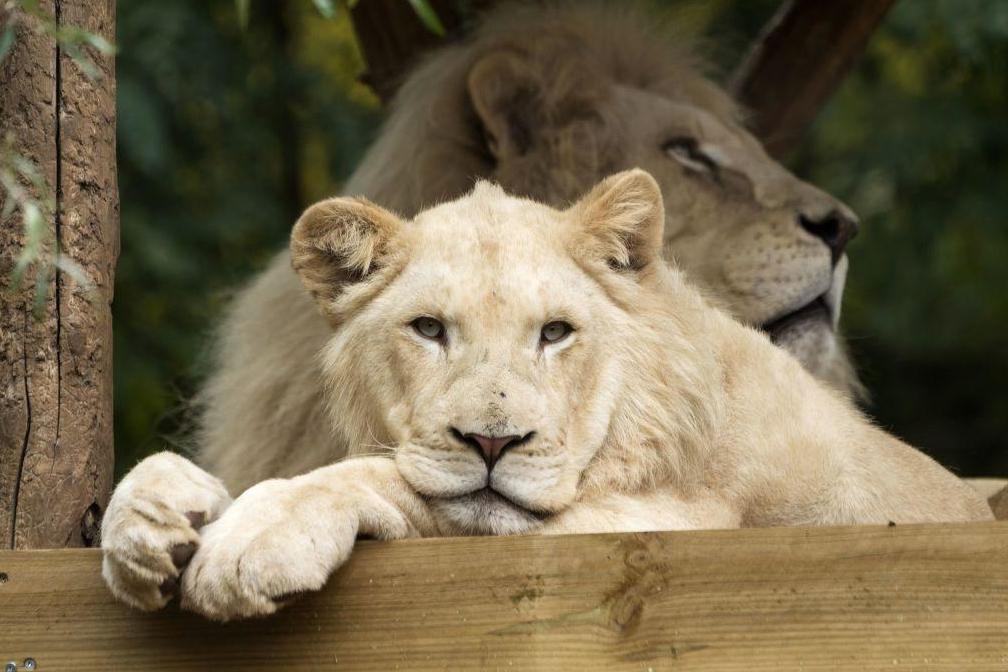 south-african-conservationist-west-mathewson-mauled-to-death-by-his-own-white-lions-'in-front-of-wife'