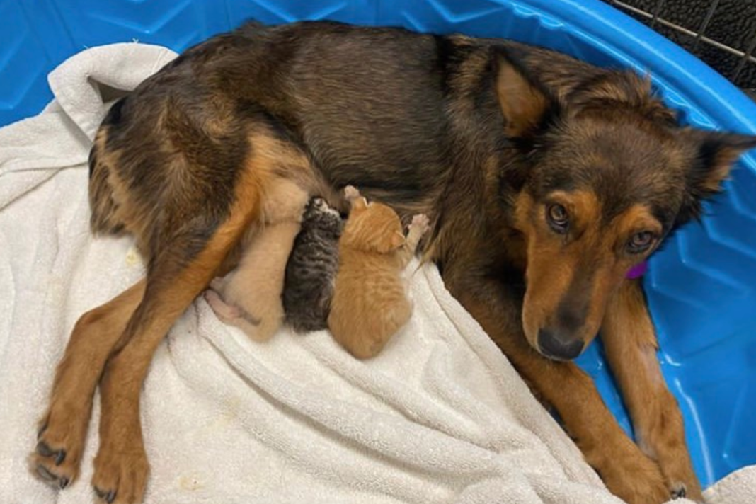 grieving-dog-who-lost-her-litter-adopts-orphaned-kittens