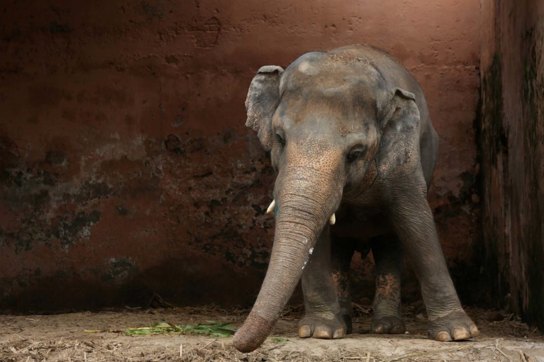 'world's-loneliest-elephant'-given-green-light-for-new-life-after-35-years-in-pakistan-zoo
