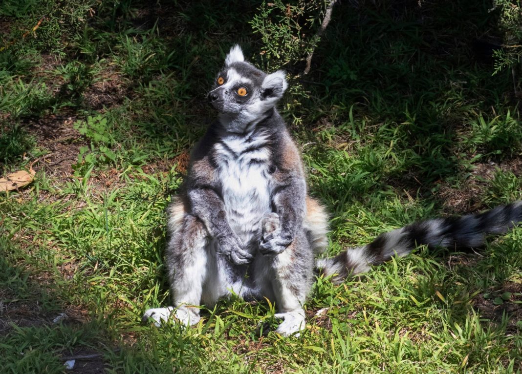 missing-lemur-from-san-francisco-zoo-is-found-by-five-year-old-boy
