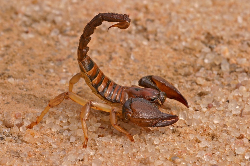 forget-the-bend-and-snap,-this-is-how-scorpions-do-the-bend-and-twist