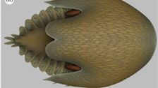‘swimming-head’-was-king-of-the-sea-500-million-years-ago:-study