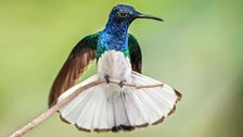 female-hummingbirds-who-look-like-males-avoid-harassment,-get-more-time-to-eat