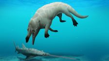 scientists-find-fossil-of-deadly-4-legged-whale-they-didn’t-know-existed