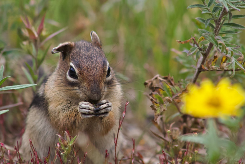 squirrels-have-human-like-personality-traits-that-influence-how-they-use-their-space,-study-says
