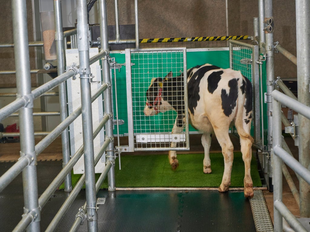 scientists-‘toilet-training’-cows-to-reduce-their-waste-emissions