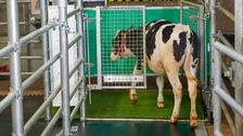 scientists-potty-train-cows-to-use-‘mooloo’-—-no-bull