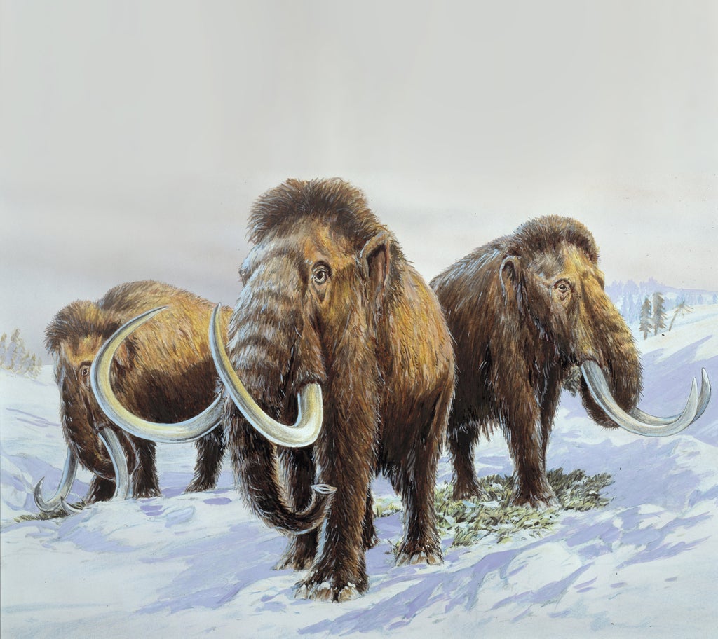 geneticists-aiming-to-bring-woolly-mammoths-back-from-dead-within-next-six-years