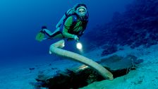 sea-snakes-‘attacking’-divers-are-just-trying-to-get-laid,-scientists-say