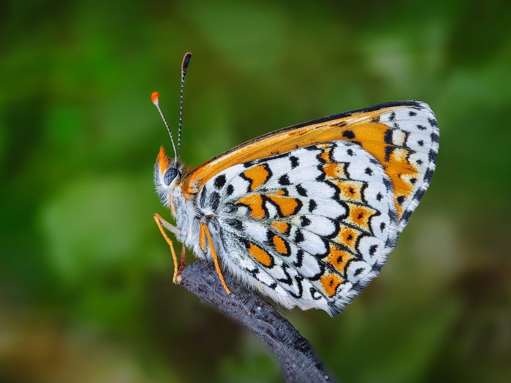 how-scientists-accidentally-released-butterflies-infected-by-parasitic-wasps-carrying-smaller-parasitic-wasps