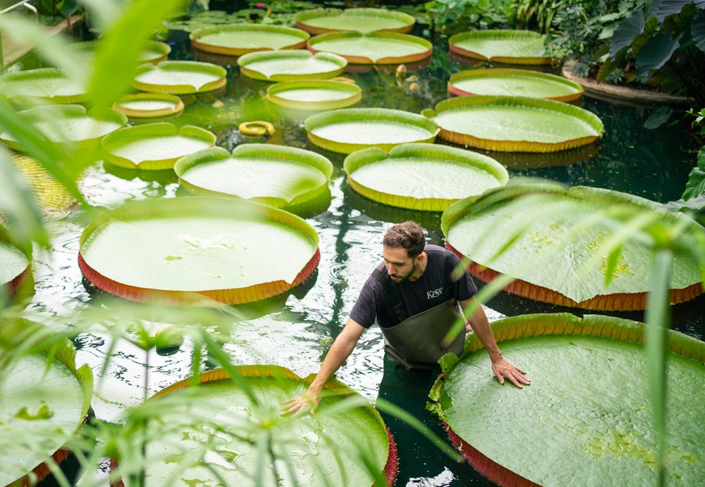 kew-gardens-gains-guinness-world-record-for-its-17,000-strong-plant-collection
