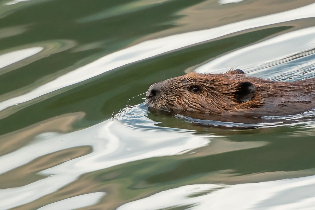what-might-the-reintroduction-of-beavers-mean-for-the-uk’s-wild-spaces?