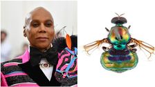 new-rainbow-fly-species-with-‘legs-for-days’-named-after-rupaul