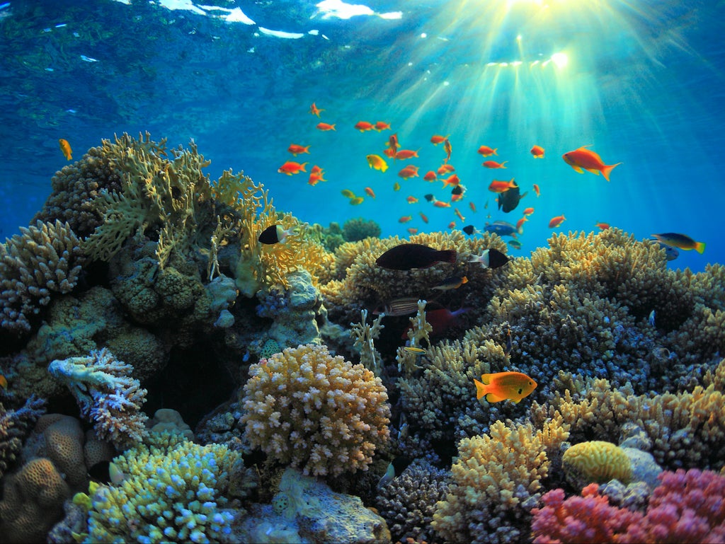 coral-reefs-and-their-benefits-have-declined-by-half-since-the-1950s
