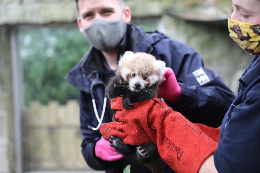 baby-red-panda-named-by-zookeepers