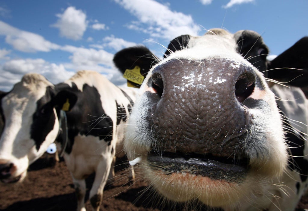 case-of-infection-known-as-mad-cow-disease-confirmed-on-somerset-farm