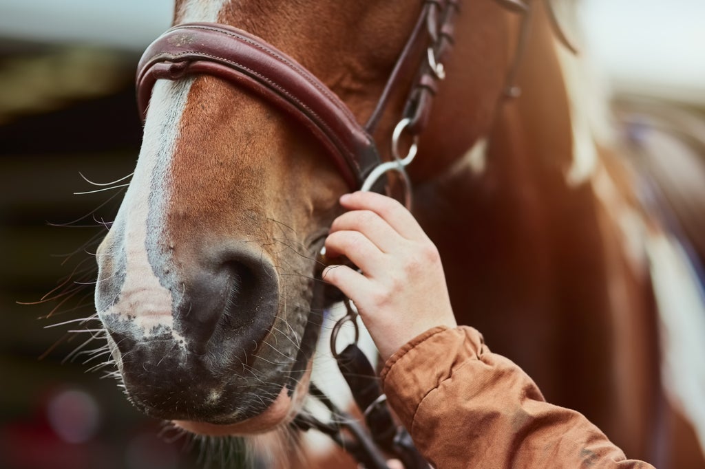 girl,-2,-dies-after-falling-off-her-pony-at-hunt