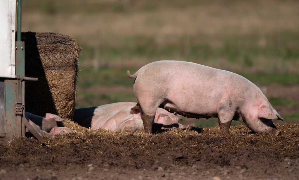 carbon-dioxide-shortage-adding-to-‘tsunami-of-problems’-facing-pig-industry