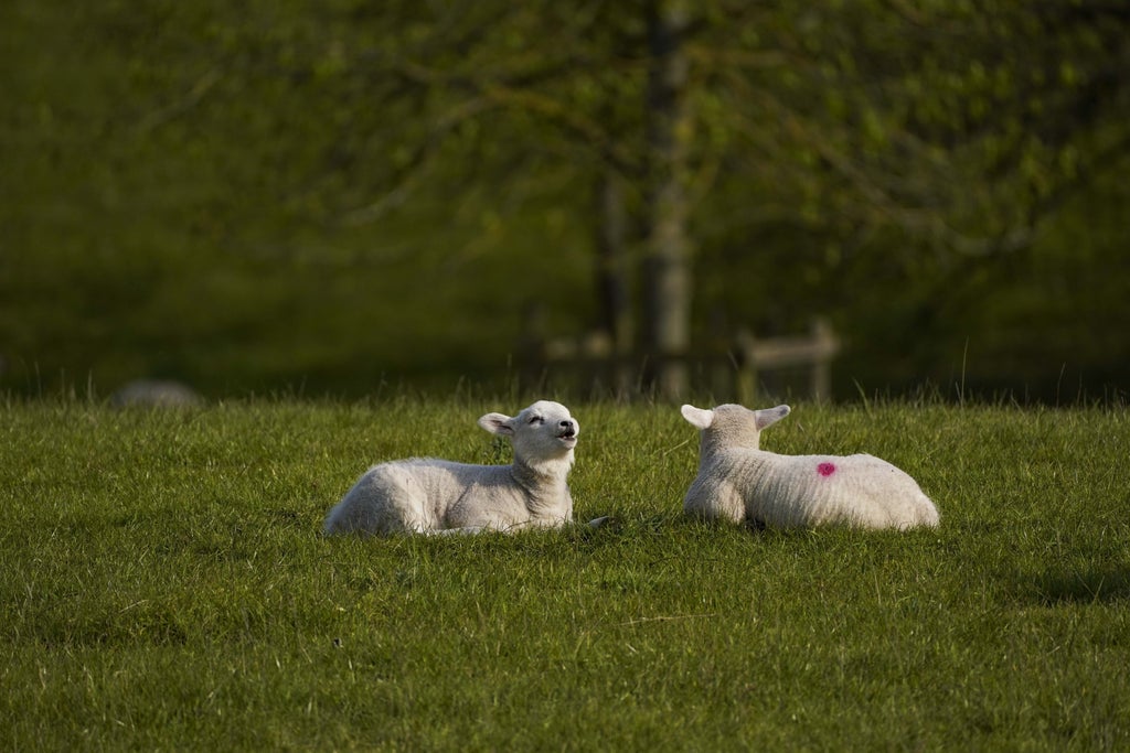 welsh-cambrian-mountains-lamb-granted-protected-status