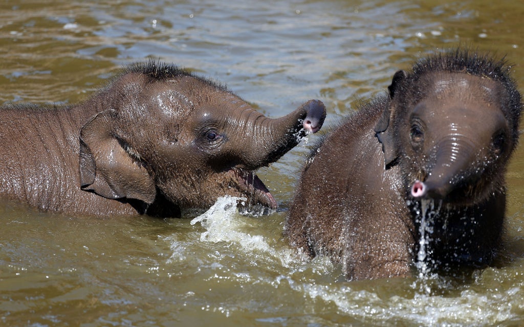 older-sisters-better-than-older-brothers-for-elephants,-research-suggests