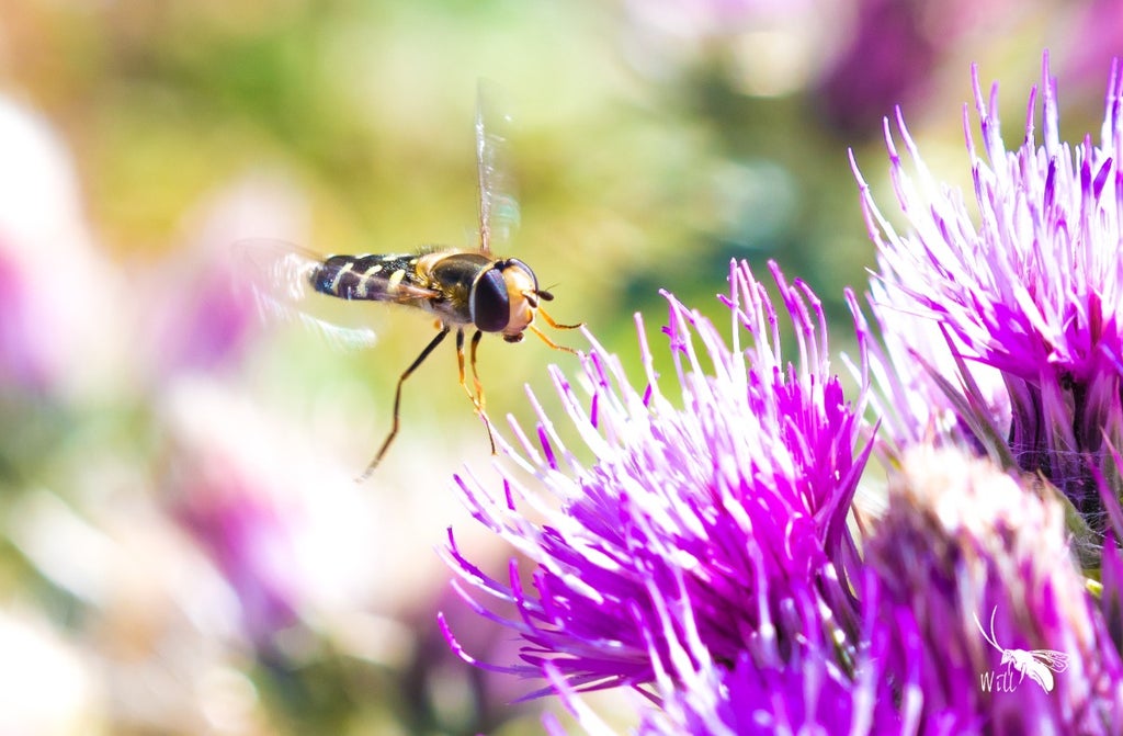 hoverflies-navigate-using-sun-and-body-clock,-study-suggests