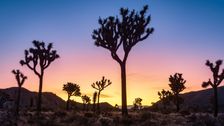 trump-administration-broke-the-law-in-refusing-to-protect-joshua-trees,-court-rules