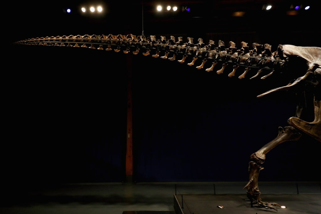 two-legged-dinosaurs-like-t-rex-wagged-tails-while-running-to-stay-balanced,-study-suggests