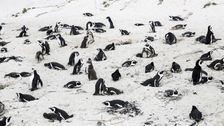 bee-swarm-kills-dozens-of-endangered-african-penguins,-officials-say