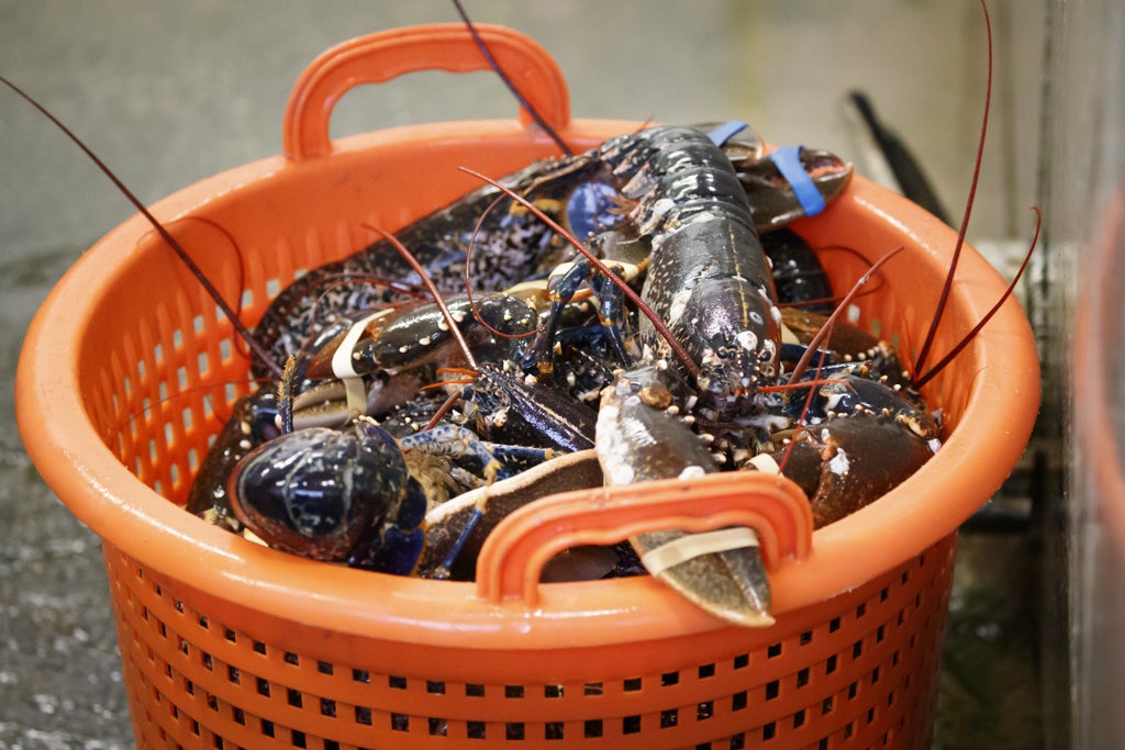 researchers-solve-the-mystery-of-ageing-lobsters