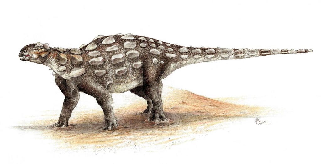 scientists-discover-new-dinosaur-species-with-‘bizarre’-spiky-armour