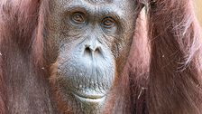 orangutan-at-zoo-miami-dies-following-dental-surgery