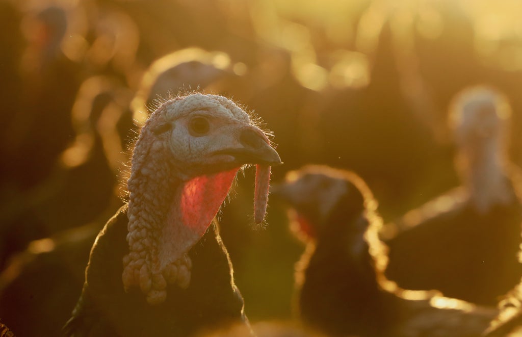britain-‘could-face-national-shortage’-of-turkeys-ahead-of-christmas