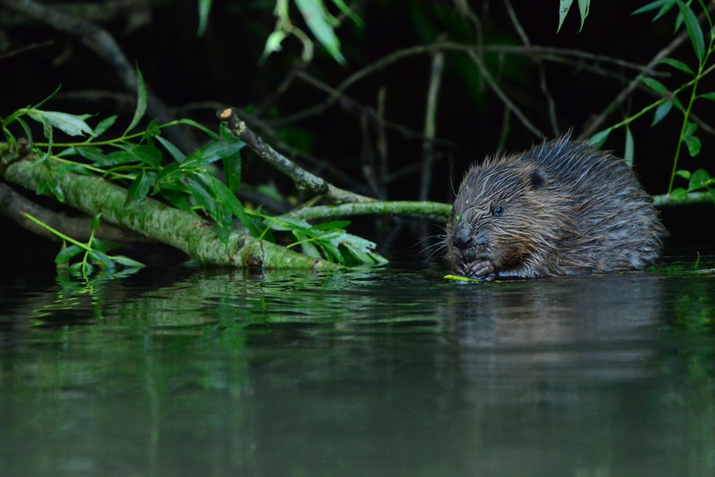 beavers-found-in-avon-catchment-for-first-time-in-400-years